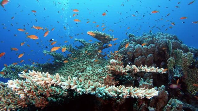 Sea goldie small tropical fish school swimming in coral reef. Underwater life exploring, marine ecosystem, undersea nature, exotic coralfish flock