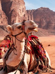 Vertical shot of a camel with colorful threads and carpets at the Wadi Rum Reserve in Jordan