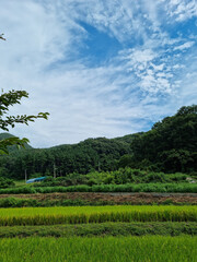 Obraz premium summer green rice field. Rural landscape.