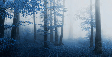 Fototapeta na wymiar Horror spooky foggy forest. Dark trees in misty woodland