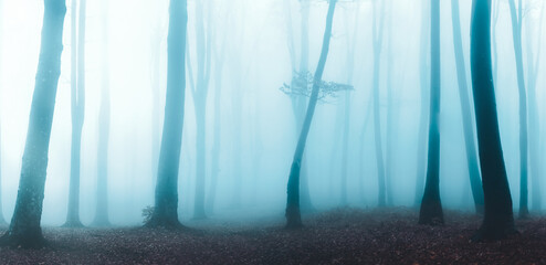 Panorama of dark foggy forest. Creepy trees in misty woodland