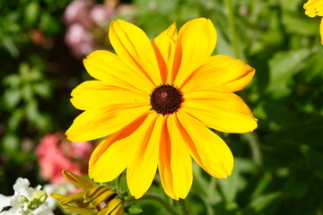blühender Gelber Sonnenhut, Blumen, Deutschland