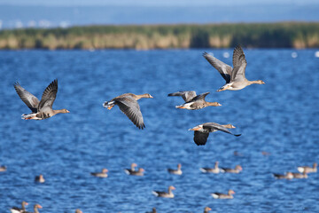 Blässgänse im Herbst an der Ostsee	
