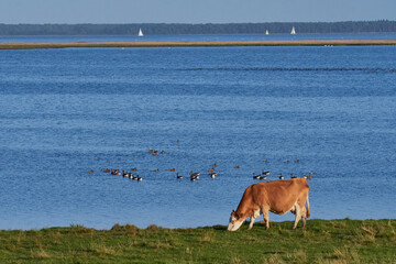 Uckermärker Rinder auf der Weide an der Ostsee © Karin Jähne