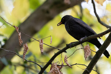 Eurasian Black bird
