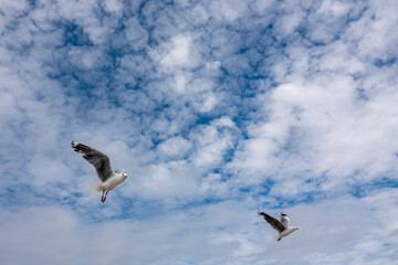 Hartlaub's gull or king gull (Chroicocephalus hartlaubii) flying. Kleinmond, Whale Coast, Overberg, Western Cape, South Africa.