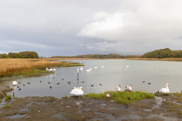 The Western Yar near Freshwater, Isle of Wight