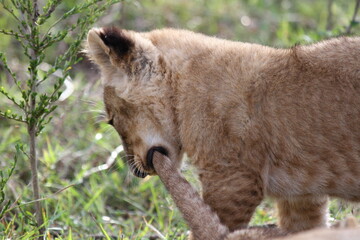 Fototapeta premium A lion cub playing with a long stick