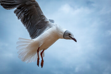 Grey-headed gull or gray-hooded gull (Chroicocephalus cirrocephalus) flying. Western Cape. South Africa