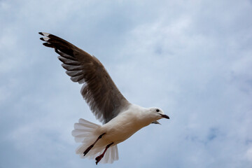 Hartlaub's gull or king gull (Chroicocephalus hartlaubii) flying. Kleinmond, Whale Coast, Overberg, Western Cape, South Africa.