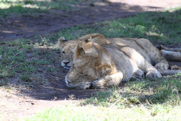 Two lionesses resting on the ground with their heads on ther paws