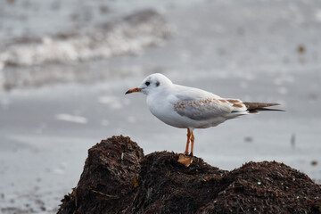 Lachmöwe im Herbst an der Ostsee	
