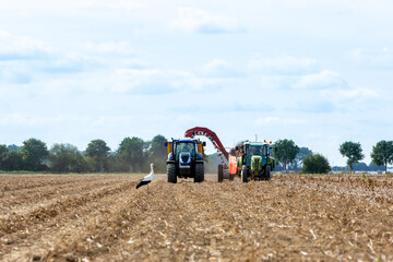 Stork watching over land as farmer is harvesting potatoes.