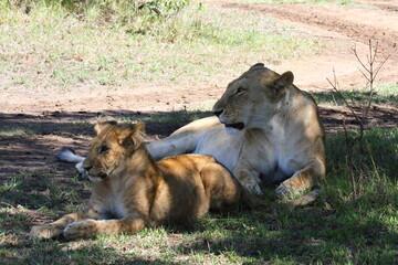 Mother lioness with her grown-up cub resting in the shade