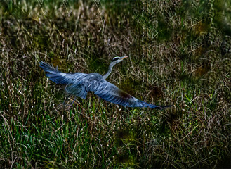 Heron flying at a pond