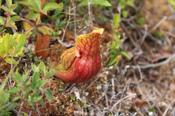 Pitcher plant in Kejimkujik National Park, Canada