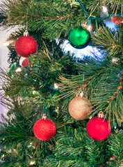 Red, golden, and green bauble on pine tree brenches