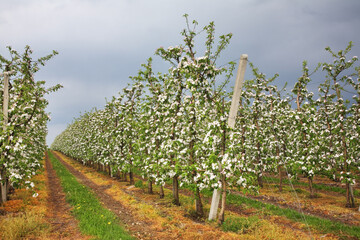 Fototapeta na wymiar Blossoming apple-trees near Garbow. Poland