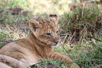 Obraz na płótnie Canvas Tiny baby lion cub resting in the green grass