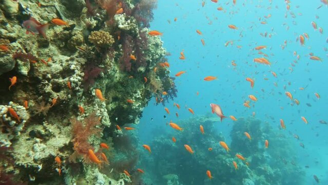 Sea goldie small fish species school swimming underwater in coral reef. Ocean bottom wild life exploring, marine ecosystem, undersea nature, exotic coralfish flock