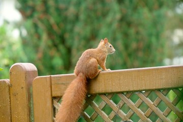 Eichhörnchen
