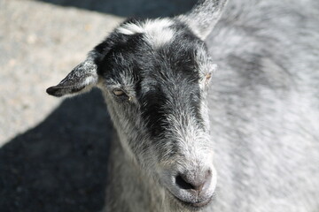 Jolie visage d'une chèvre blanche et noir vue de face