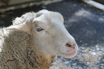 Magnifique visage de mouton blanc bouclé aux jolis yeux