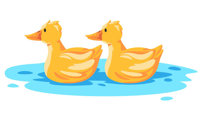Two yellow duck swimming in water illustration in cartoon fun style