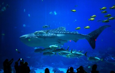 Obraz premium Georgia Aquarium