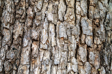 Tamarind peel big tree tree bark pattern, skin wood, nature pattern