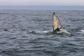 Humpback whale pup in the Bay of fundy, Canada