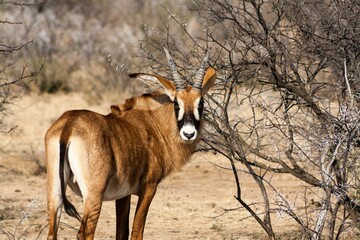 Roan antelope standing on grassland © Jason Rothman/Wirestock Creators