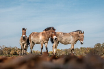 Przewalski horse