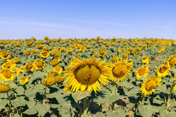 Giant sunflowers (Helianthus annuus) field with bright yellow bowing down heavy unripe flowers, few...