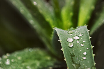 A few aloe leaves with dew drops rolling on the surface and many little spikes on the edges