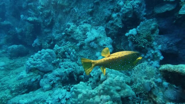 Yellow boxfish swimming underwater in coral reef. Undersea life, seabed exploring, marine ecosystem, ostracion cubicum on ocean bottom, tropical exotic fish close view