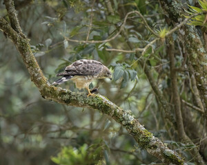 Buteo Platypterus,  Broad winged Hawk eating perched on a branch