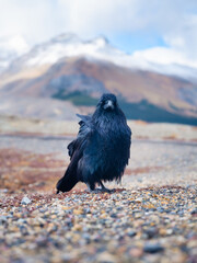 Fototapeta premium Black Crow. Portrait of a wild bird. Animals in the wild. Bird in the background of nature. Photo for design or background.