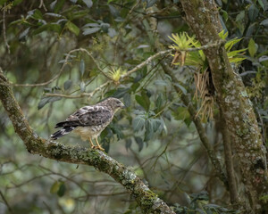 Buteo Platypterus,  Broad winged Hawk eating perched on a branch