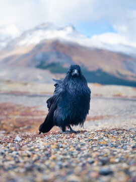 Black Crow. Portrait of a wild bird. Animals in the wild. Bird in the background of nature. Photo for design or background.