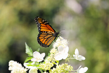 Fototapeta na wymiar Monarch Butterfly on Hydrangea