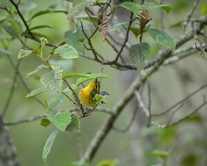 Blackburnian Warbler, Setophaga Fusca perched on branch