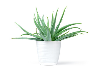 Aloe plant in a white pot, isolated on white background. File contains a path to isolation.