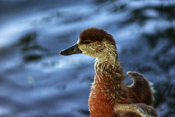 duck in the water