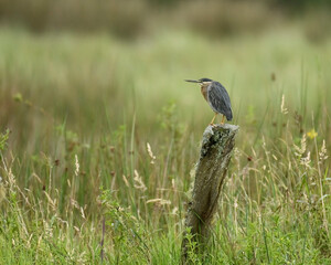 Butorides Striata, Striated Heron perched on a fence post outdoors
