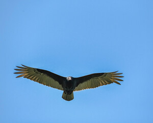 Black Vulture, Aegypius Monachus flying on a blue sky