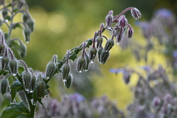 willow branch in spring