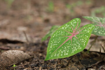 Beautiful caladium bicolor on ground