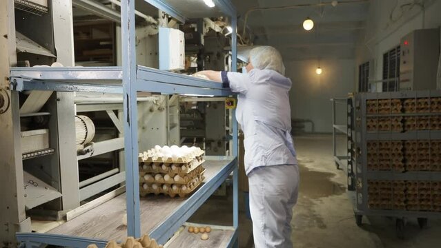 Female worker filling the carton trays with huge amounts of produced chicken eggs. Worker filling the carton holder with white eggs. Worker stacking the cartons filled up with eggs on a shelf.