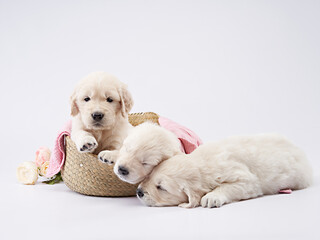 three puppies sleeps. Sweet dog, dear. Golden retriever on a white background in the studio